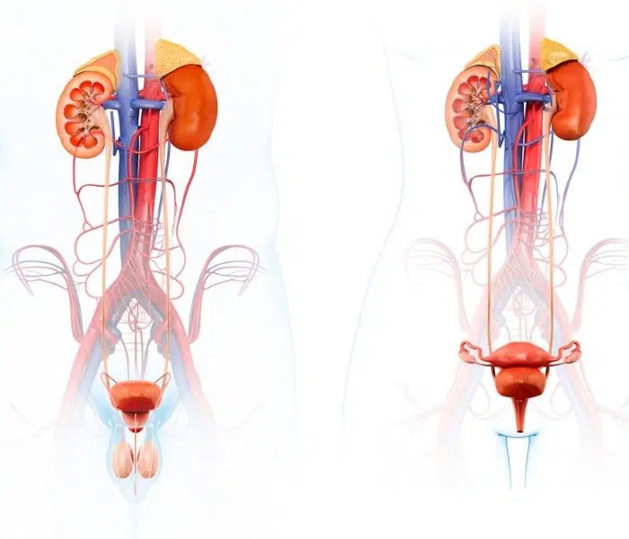 Tiểu Són Là Gì? Cách Phòng Ngừa Và Điều Trị Bệnh Hiệu Quả